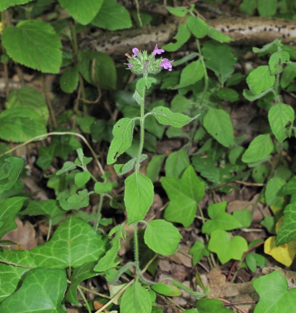 Clinopodium vulgare